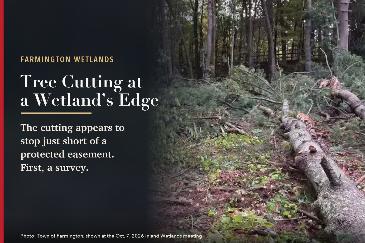 Featured card reading "Farmington Wetlands: Tree Cutting at a Wetland's Edge. The cutting appears to stop just short of a protected easement. First, a survey." beside a town staff photo of felled pine trunks and brush at 243 Brickyard Road.